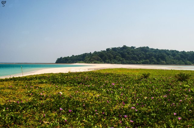 The green sheet on the white sand of Smith Island provides a good contrast