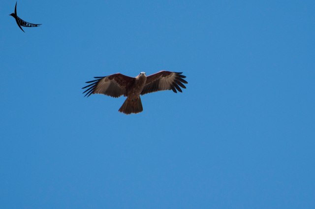 Black Kite looking for its prey