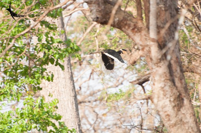 Malabar Pied Hornbill