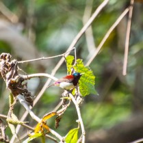 Crimson-backed sunbird male