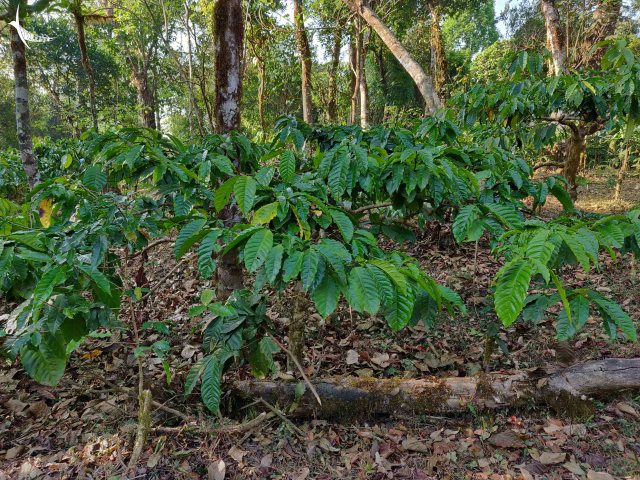 The coffee plantation in the Organic Mist Farm