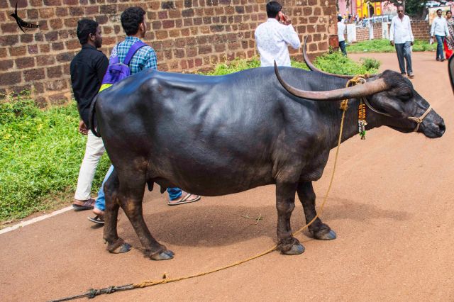 This Buffalo was purchased in exchange of Rs 75000