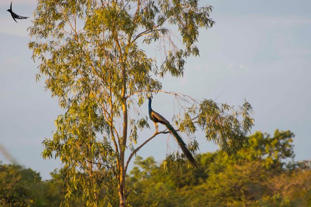 Peacock perched on a high branch of the tree