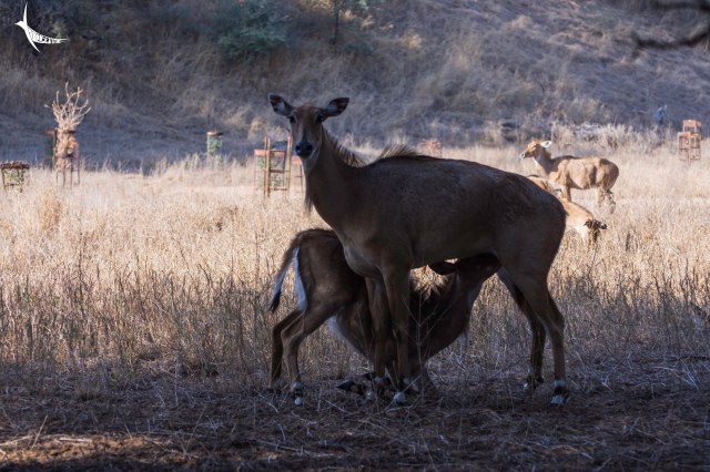 A Nilgai mother feeding her grown up calf