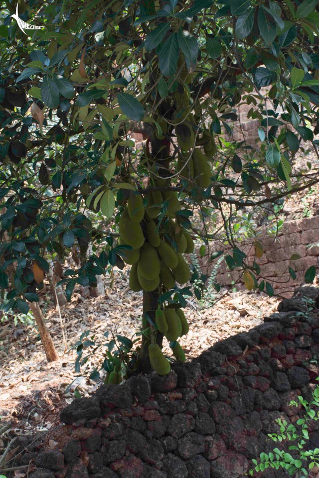 Another Jackfruit tree