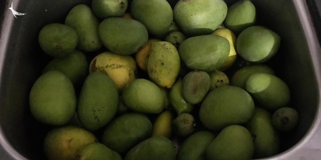 My collection of mangoes, that did not turn good as said