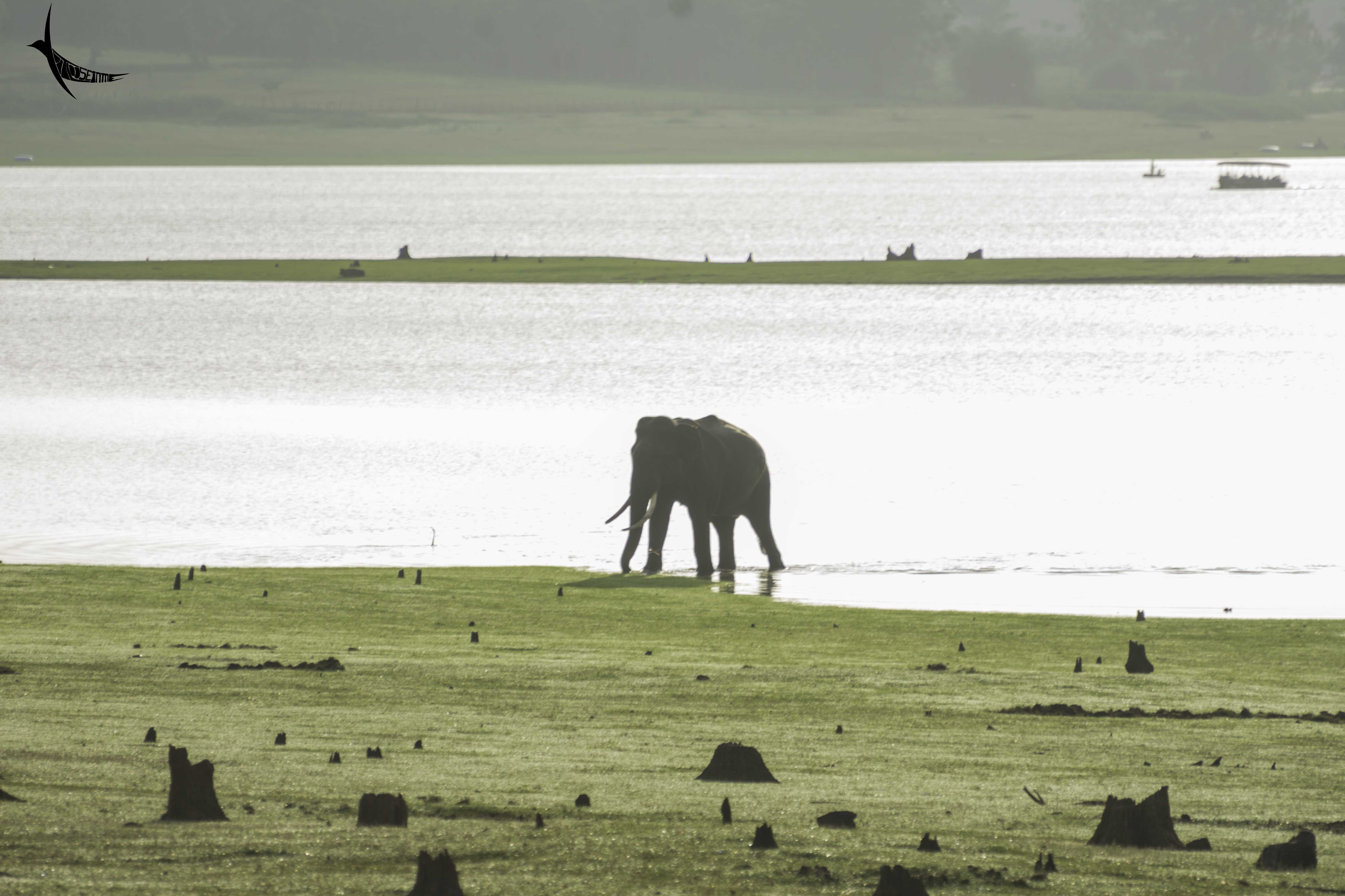 The Tusker coming out of the water